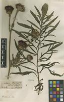 Filed as Centaurea atropurpurea Waldst. & Kit. [family ASTERACEAE]