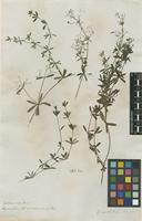 Filed as Galium aristatum L. [family RUBIACEAE]