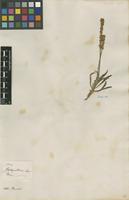 Filed as Plantago albicans L. [family PLANTAGINACEAE]
