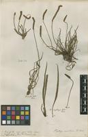 Filed as Plantago maritima L. [family PLANTAGINACEAE]