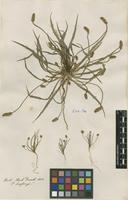 Filed as Plantago loeflingii L. [family PLANTAGINACEAE]