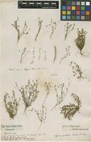 Filed as Sagina apetala Ard. [family CARYOPHYLLACEAE]