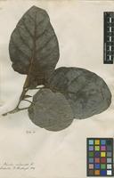 Filed as Nauclea coadunata Roxb. ex Sm. [family RUBIACEAE]