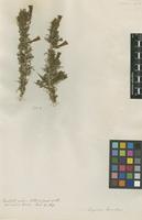 Filed as Lycium horridum Thunb. [family SOLANACEAE]