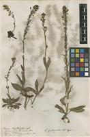 Filed as Veronica gentianoides Vahl [family PLANTAGINACEAE]