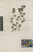 Filed as Veronica hederifolia L. [family PLANTAGINACEAE]