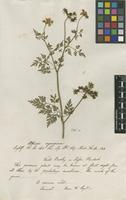 Filed as Aethusa cynapium L. [family APIACEAE]
