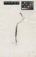 Filed as Linum reflexum [Soland.] [family LINACEAE]