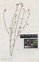 Filed as Linum indet. [family LINACEAE]