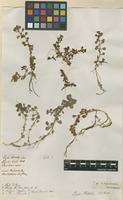 Filed as Peplis portula L. [family LYTHRACEAE]