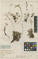 Filed as Saxifraga ajugifolia L. [family SAXIFRAGACEAE]