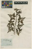 Filed as Rubus fruticosus L. var. laciniatus Weston [family ROSACEAE]