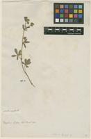 Filed as Potentilla collina Wibel. [family ROSACEAE]