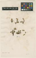 Filed as Potentilla aurea L. [family ROSACEAE]