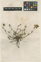 Filed as Potentilla hirta L. [family ROSACEAE]