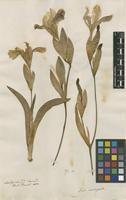 Filed as Iris variegata L. [family IRIDACEAE]