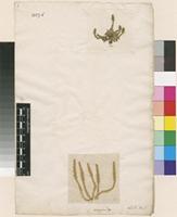 Lectotype of Lycopodium selaginoides L. [family LYCOPODIACEAE]