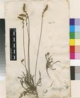 Lectotype of Plantago albicans L. [family PLANTAGINACEAE]