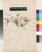 Lectotype of Plantago loeflingii L. [family PLANTAGINACEAE]