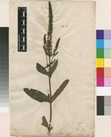 Filed as Veronica indet. [family PLANTAGINACEAE]