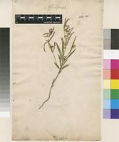Lectotype of Asclepias sibirica L. [family APOCYNACEAE]