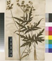 Lectotype of Heracleum sibiricum L. [family APIACEAE]