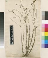 Filed as Linum indet. [family LINACEAE]