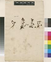 Filed as Saxifraga rivularis L. [family SAXIFRAGACEAE]