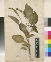 Lectotype of Phytolacca dioica L. [family PHYTOLACCACEAE]