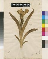 Filed as Iris variegata L. [family IRIDACEAE]
