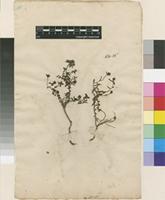 Filed as Euphorbia spinosa L. [family EUPHORBIACEAE]