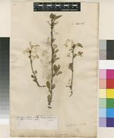 Lectotype of Prunus cerasus L. var. pumila L. [family ROSACEAE]