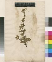 Lectotype of Spiraea hypericifolia L. [family ROSACEAE]
