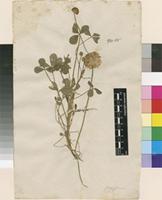 Filed as Trifolium fragiferum L. [family FABACEAE]