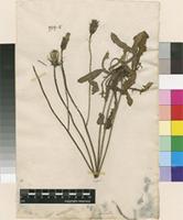 Lectotype of Hypochaeris radicata L. [family ASTERACEAE]