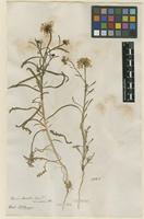 Filed as Iberis odorata L. [family BRASSICACEAE]