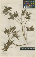 Filed as Geranium sibiricum L. [family GERANIACEAE]