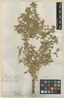 Filed as Ononis viscosa L. [family FABACEAE]