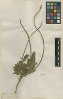 Filed as Aeschynomene coccinea L.f. [family FABACEAE]