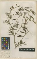 Filed as Vicia onobrychioides L. [family FABACEAE]