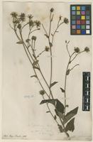 Filed as Hieracium sabaudum L. [family ASTERACEAE]