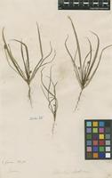 Filed as Plantago loeflingii L. [family PLANTAGINACEAE]