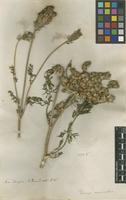 Filed as Daucus muricatus (L.) L. [family APIACEAE]