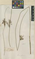 Filed as Juncus glaucus Ehrh. ex Sibth. [family JUNCACEAE]