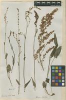 Filed as Rumex acetosa L. [family POLYGONACEAE]