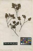Filed as Vaccinium indet. [family ERICACEAE]