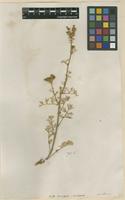 Filed as Ruta montana (L.) L. [family RUTACEAE]