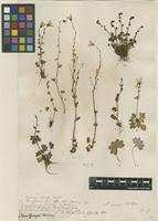 Filed as Saxifraga cernua L. [family SAXIFRAGACEAE]