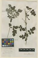 Filed as Rubus idaeus L. [family ROSACEAE]