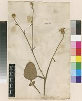 Lectotype of Centaurea napifolia L. [family ASTERACEAE]
